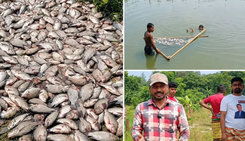 মাধবদীতে পুকুরে বিষ প্রয়োগের অভিযোগ, লাখ লাখ টাকার মাছ নিধন
